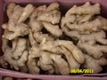 CLEARED AND AIR DRIED GINGER 10