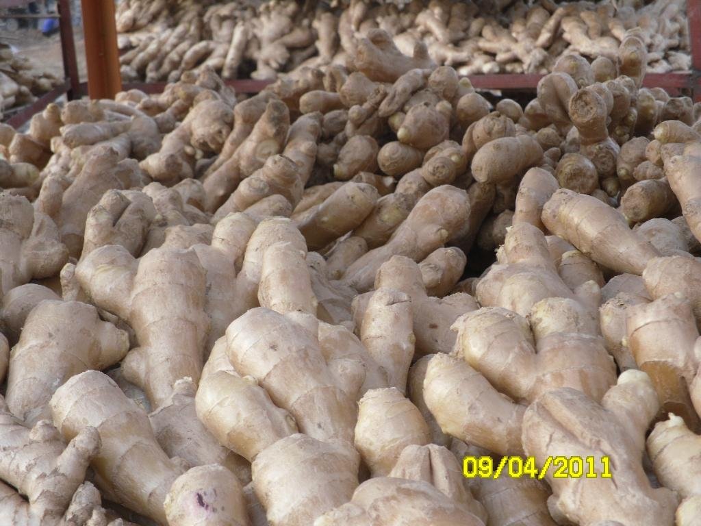 CLEARED AND AIR DRIED GINGER 11