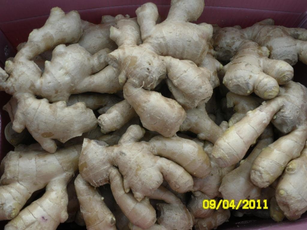 CLEARED AND AIR DRIED GINGER 12