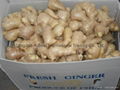 FRESH AIR DRIED GINGER 7