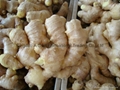 FRESH AIR DRIED GINGER 9