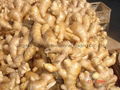 FRESH AIR DRIED GINGER 11