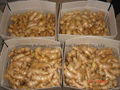 FRESH AIR DRIED GINGER