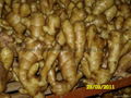 FRESH AIR DRIED GINGER 17