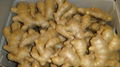 AIR DRIED FRESH GINGER 1