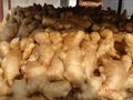 AIR DRIED FRESH GINGER