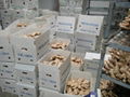 AIR DRIED FRESH GINGER 20