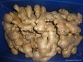 2024 GAP FRESH AIR DRIED GINGER