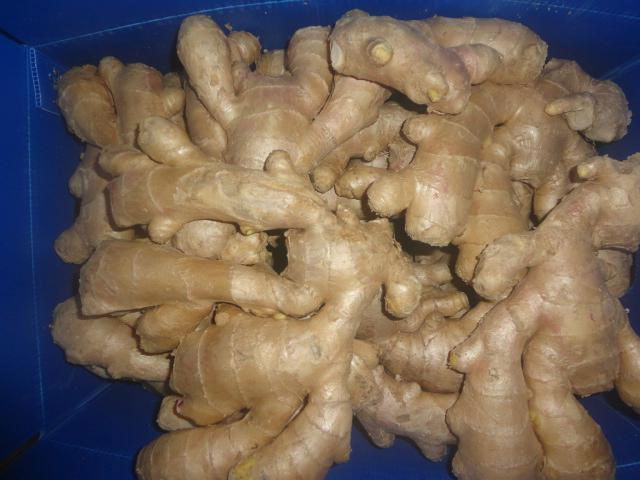 2023 GAP FRESH AIR DRIED GINGER