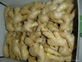 FRESH GINGER /JUMBO GINGER