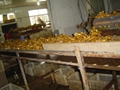 CHINESE FRESH AIR DRIED GINGER 9