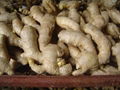CHINESE FRESH AIR DRIED GINGER 11