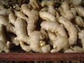 CHINESE FRESH AIR DRIED GINGER