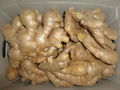 CHINESE FRESH AIR DRIED GINGER 3