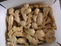 CHINESE FRESH AIR DRIED GINGER 4