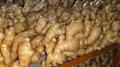 CHINESE FRESH AIR DRIED GINGER