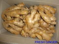 CHINESE FRESH AIR DRIED GINGER 15