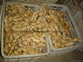 CHINESE FRESH AIR DRIED GINGER 19