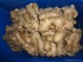  FRESH GINGER, RHIZOME,AIR DRIED GINGER