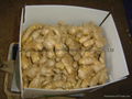  FRESH GINGER, RHIZOME,AIR DRIED GINGER