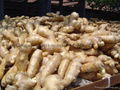  FRESH GINGER, RHIZOME,AIR DRIED GINGER 13