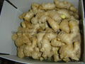  FRESH GINGER, RHIZOME,AIR DRIED GINGER 17