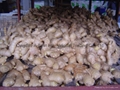  FRESH GINGER, RHIZOME,AIR DRIED GINGER 18