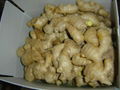 CHINA HIGH QUALITY FRESH JUMBO GINGER 10