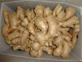 CHINA HIGH QUALITY FRESH JUMBO GINGER