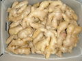 CHINA FRESH JUMBO GINGER