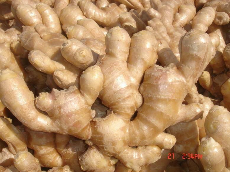 CHINA FRESH JUMBO GINGER