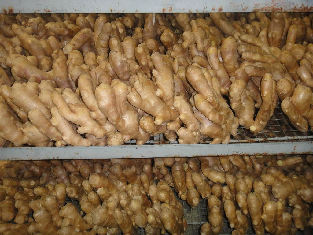 CHINA FRESH JUMBO GINGER 2