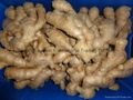 CHINA FRESH JUMBO GINGER