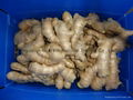 CHINA FRESH JUMBO GINGER