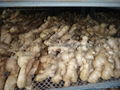 CHINA FRESH JUMBO GINGER