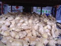 2024 CHINA JUMBO AIR DRIED GINGER