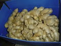 2024 CHINA JUMBO AIR DRIED GINGER 3