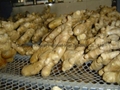 2024 CHINA JUMBO AIR DRIED GINGER