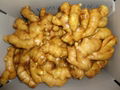 2023 GAP FRESH GINGER (AIR DRIED) 3