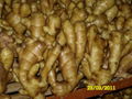 2023 GAP FRESH GINGER (AIR DRIED) 5