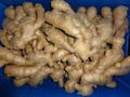 2023 GAP FRESH GINGER (AIR DRIED) 16