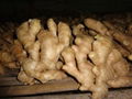 UK MARKET FRESH AIR DRIED GINGER 8