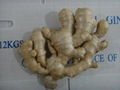 UK MARKET FRESH AIR DRIED GINGER 9