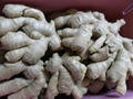 UK MARKET FRESH AIR DRIED GINGER 10