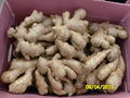 UK MARKET FRESH AIR DRIED GINGER 13