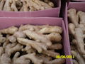 UK MARKET FRESH AIR DRIED GINGER 14