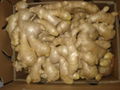 UK MARKET FRESH AIR DRIED GINGER 2