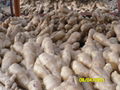 UK MARKET FRESH AIR DRIED GINGER