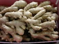 UK MARKET FRESH AIR DRIED GINGER 4