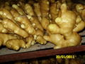 AIR DRIED GINGER